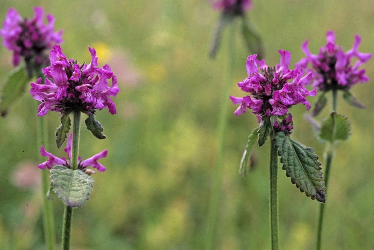 Stachys byzantina