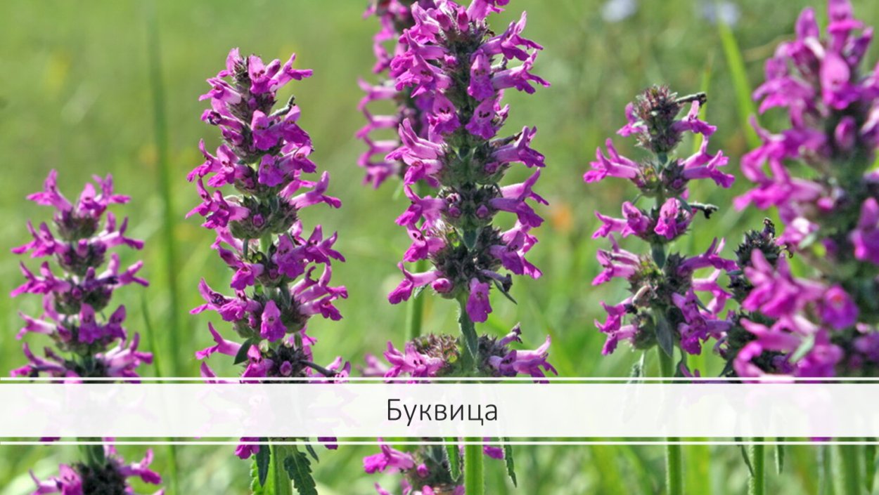 Бухарник шерстистый аллергия