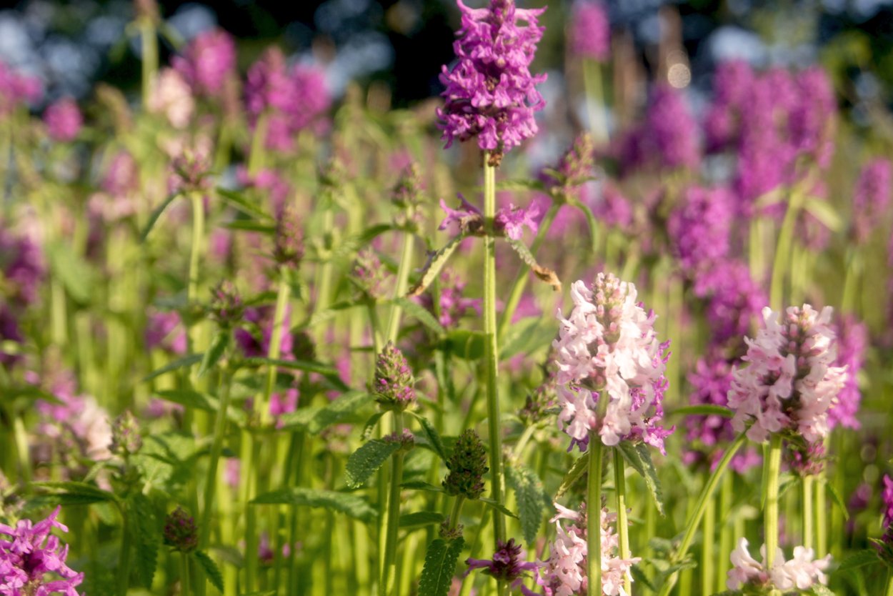 Стахис Stachys monieri Hummelo