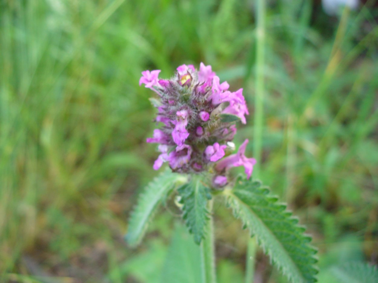 Чистец Критский (Stachys cretica)