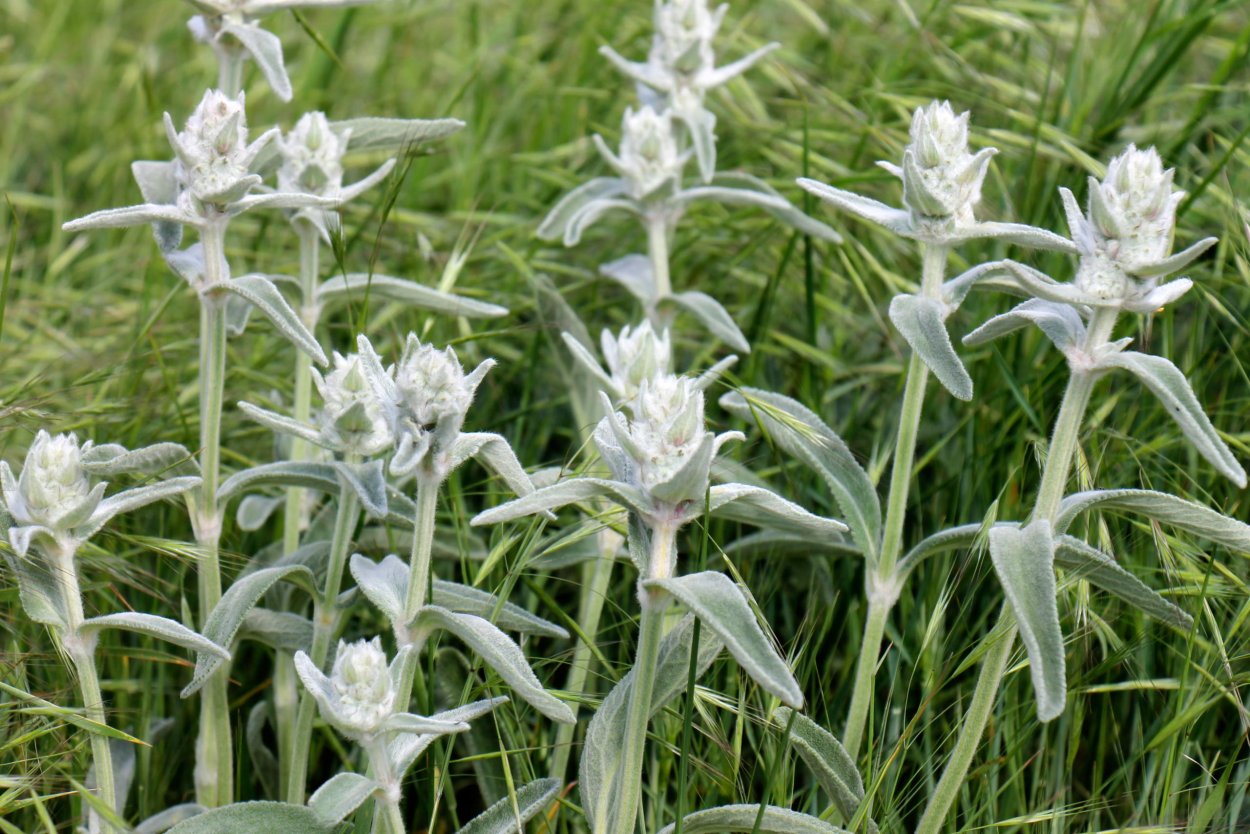 Буквица Бетоника Betonica officinalis