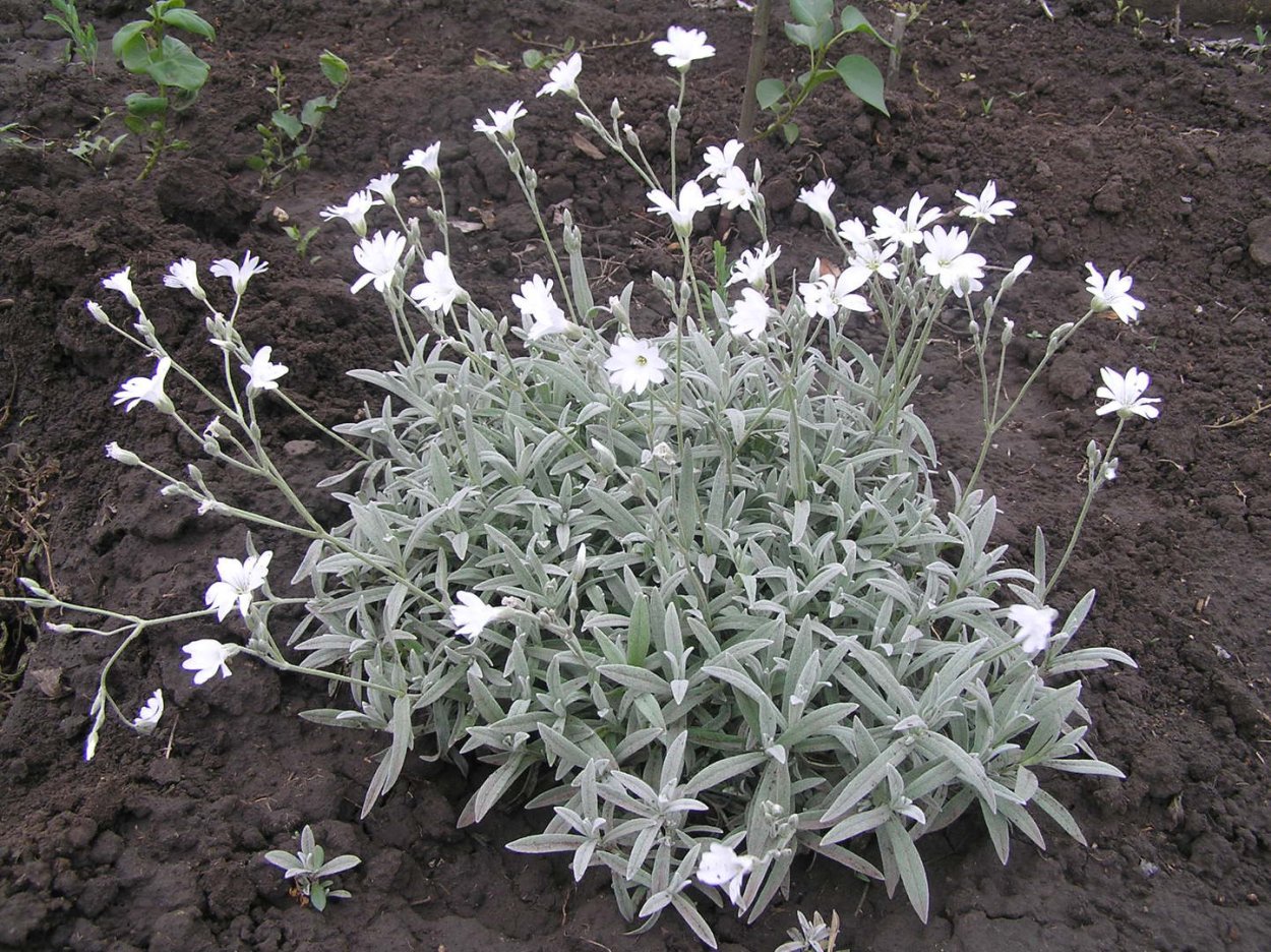 Буквица Бетоника Betonica officinalis