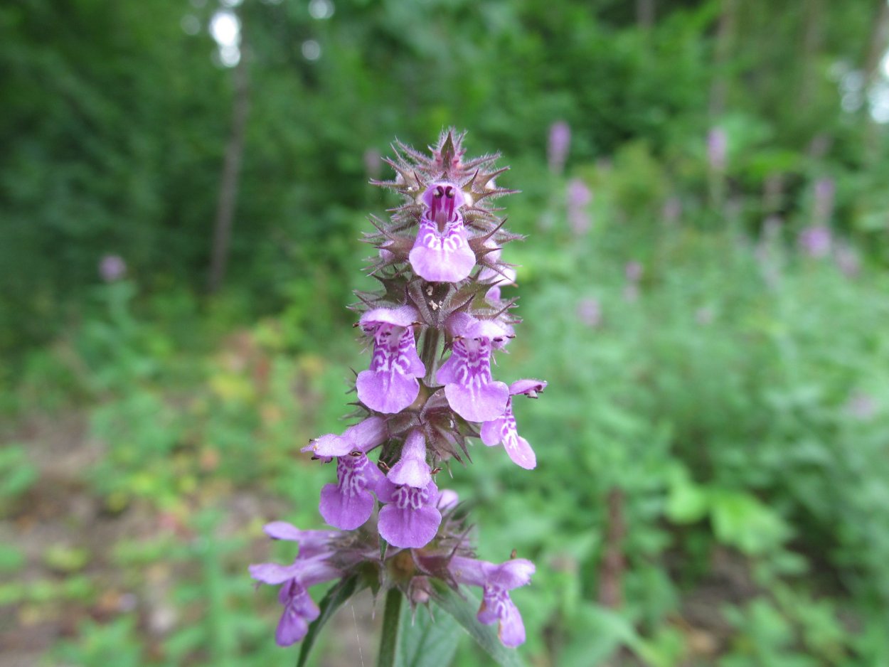 Stachys sylvatica