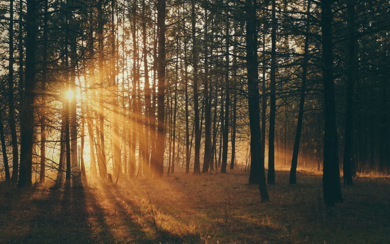 Лучи солнца