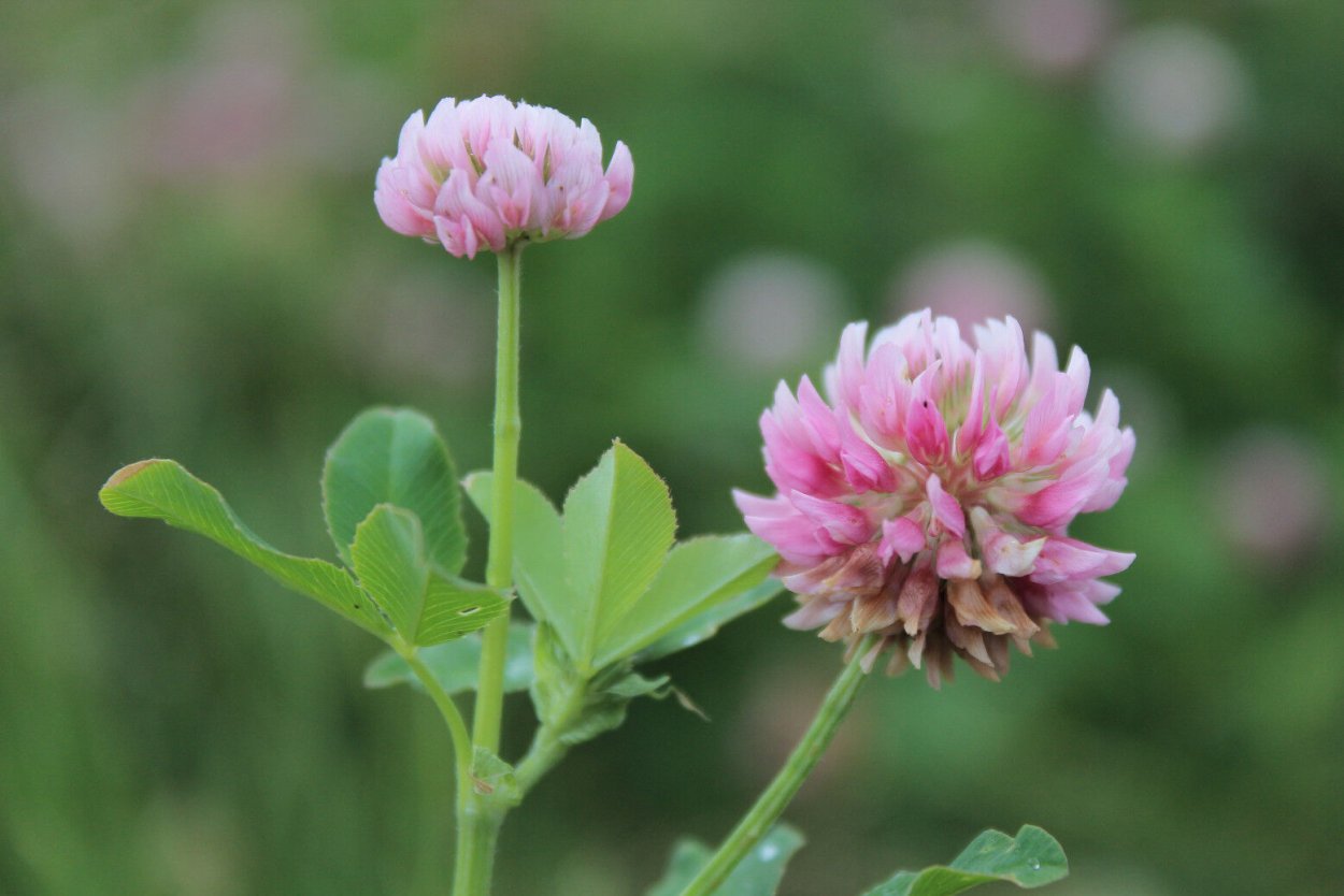 Красный Клевер Trifolium pratense