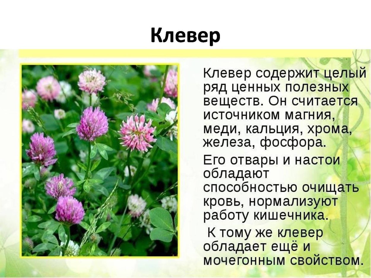 Ботанический гербарий клевера