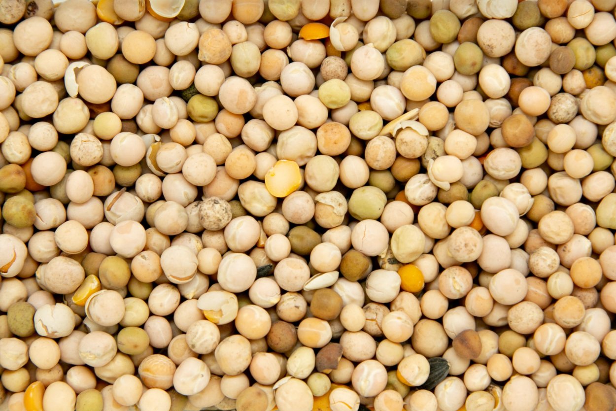 Горошек полевой