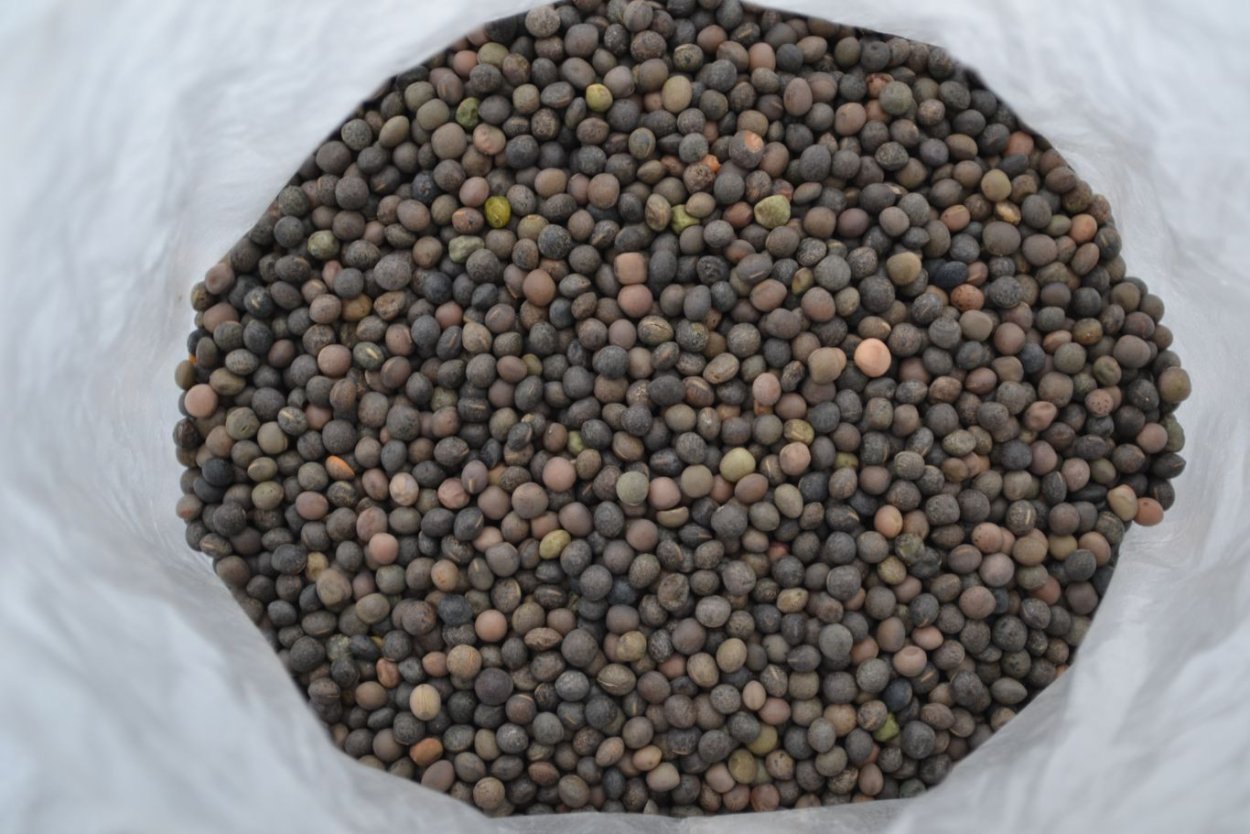 Горошек посевной