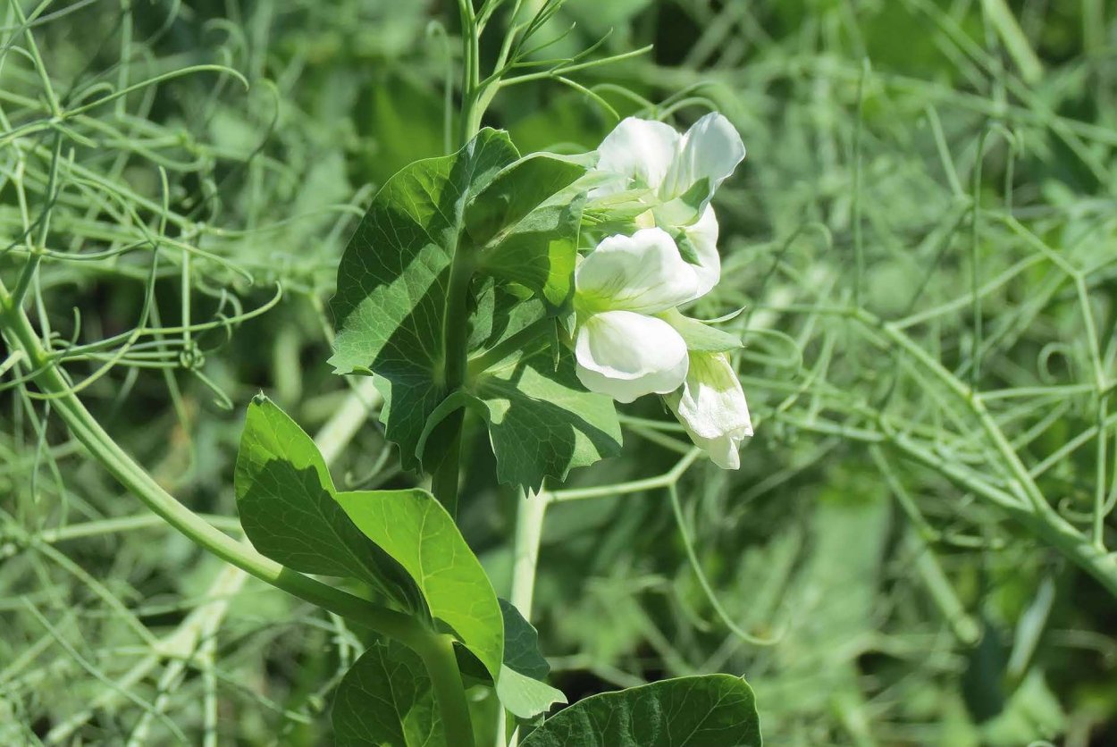 Вика посевная листья