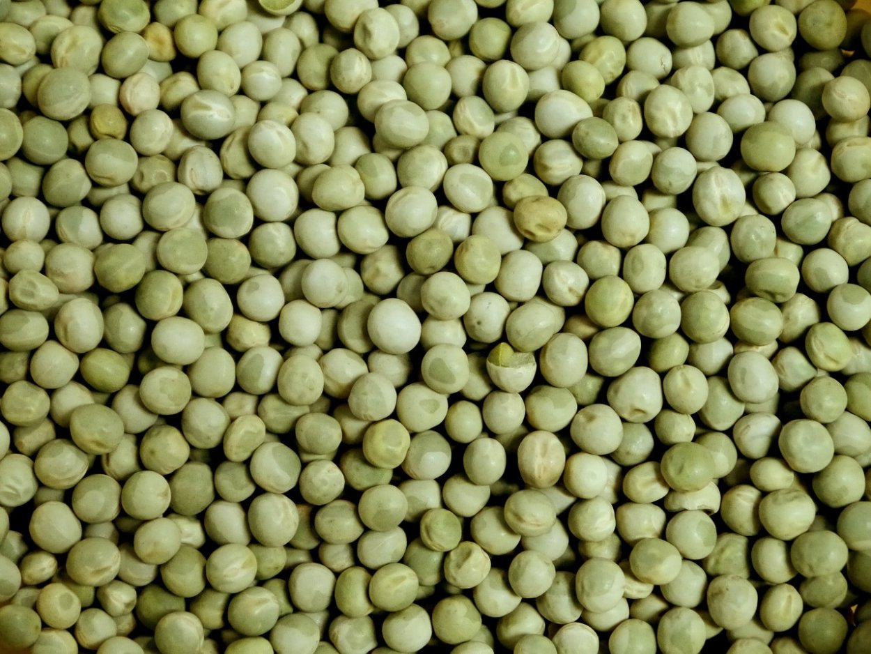 Горох растение