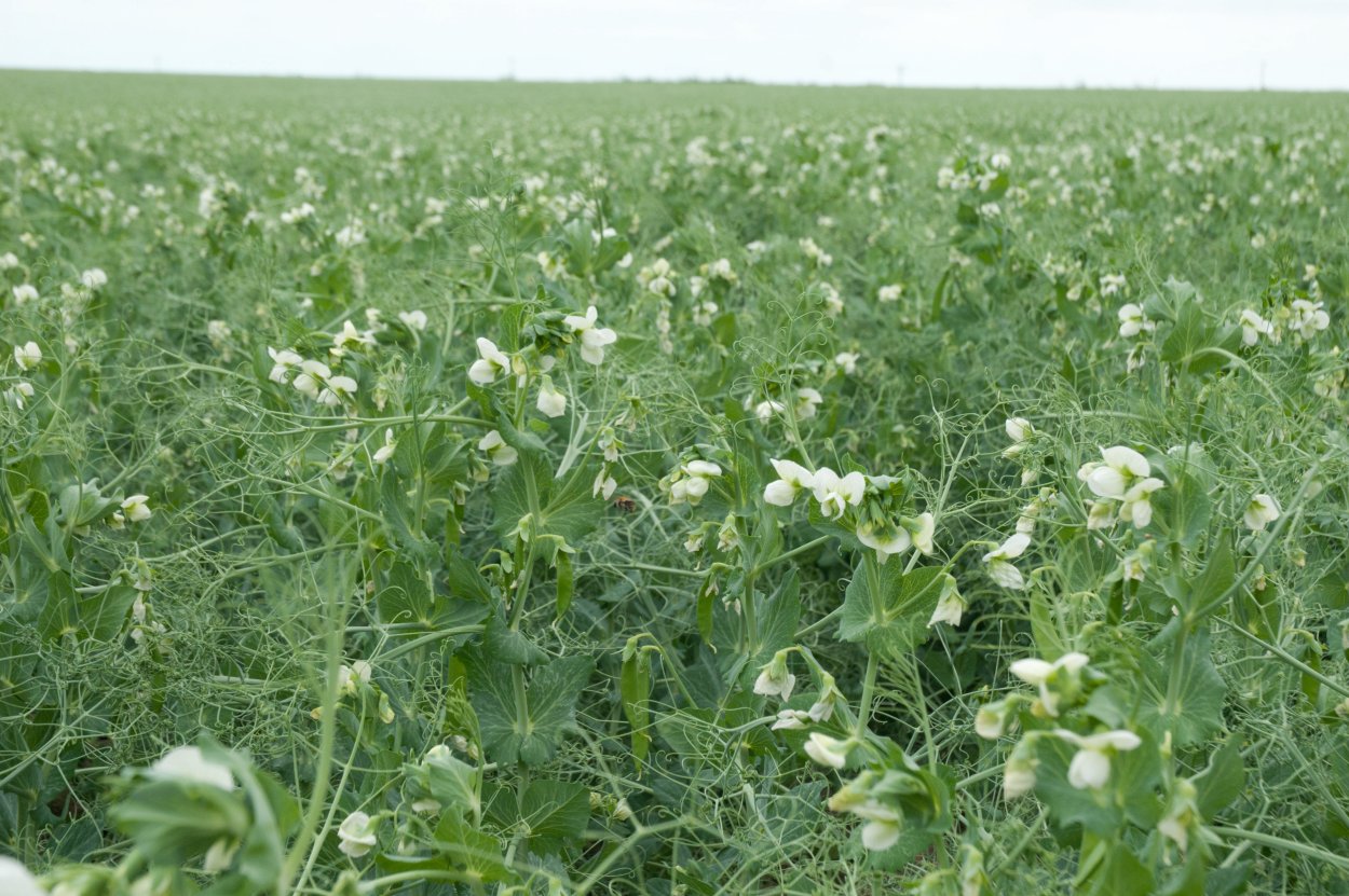 Горох овощной Сомервуд