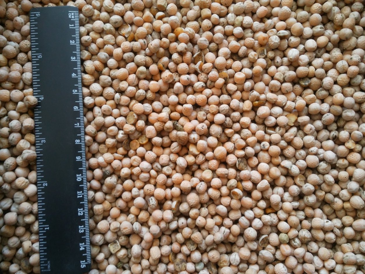 Семена гороха посевного