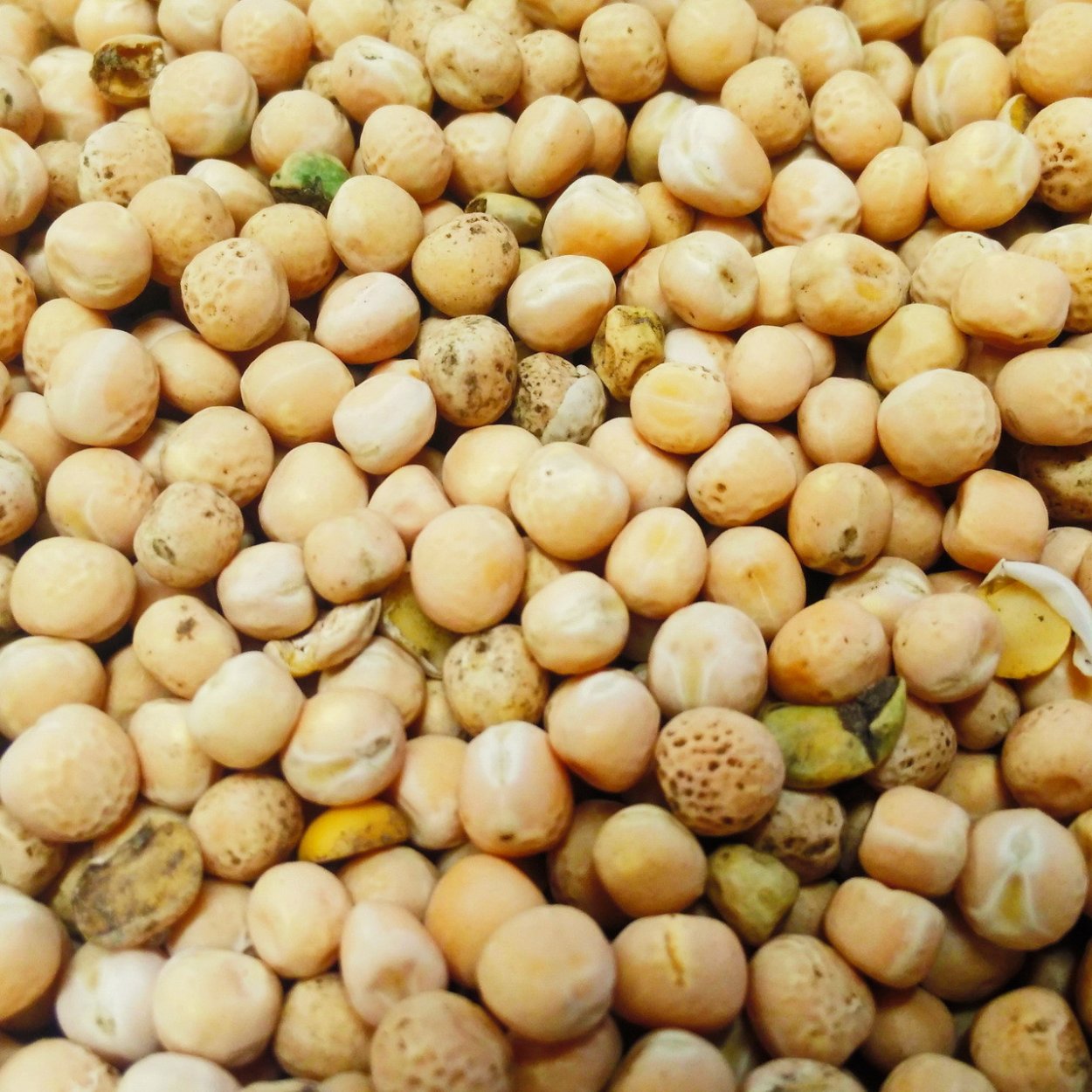 Пелюшка Pisum arvense