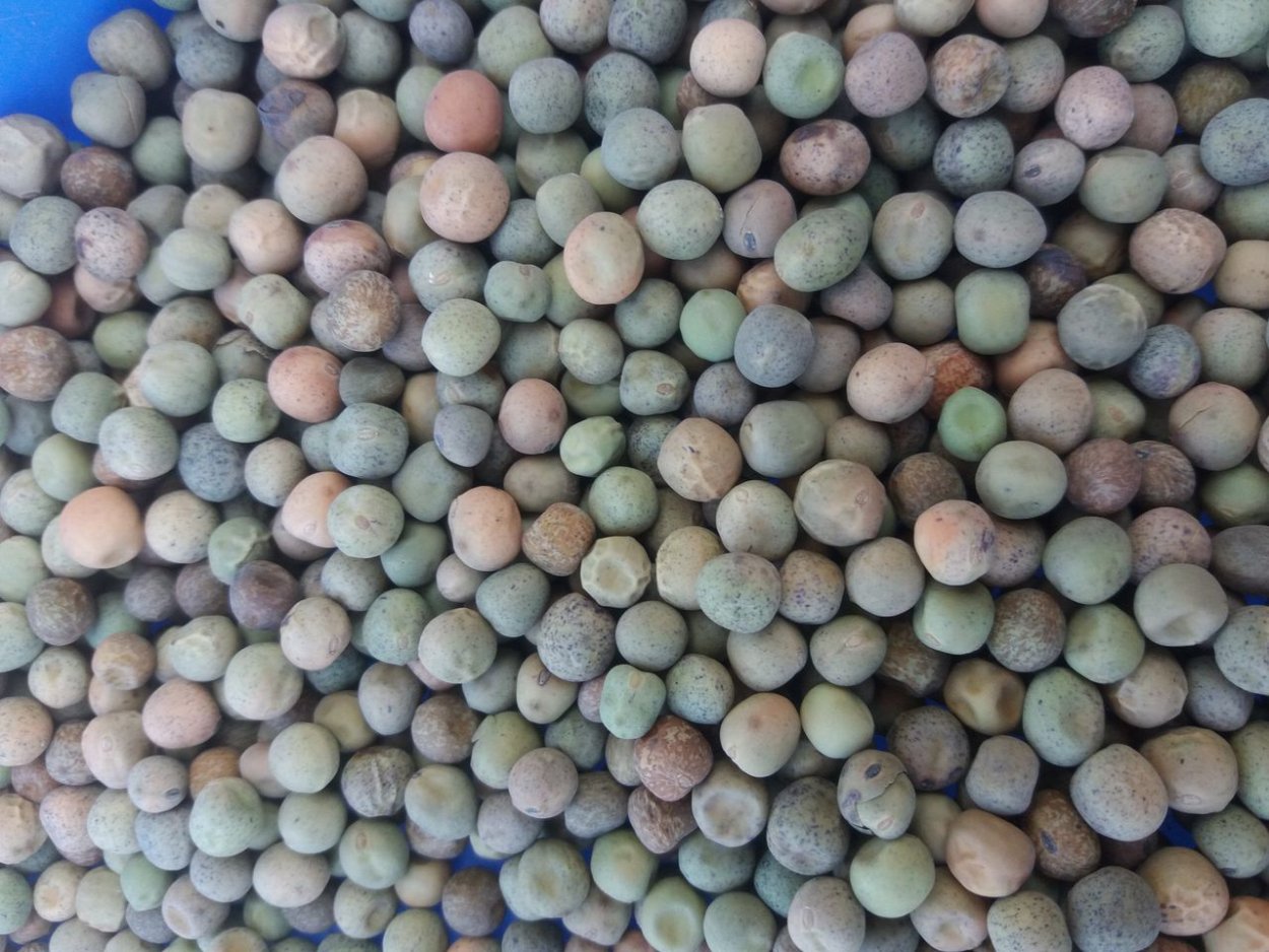 Семена горох пелюшка сидерат