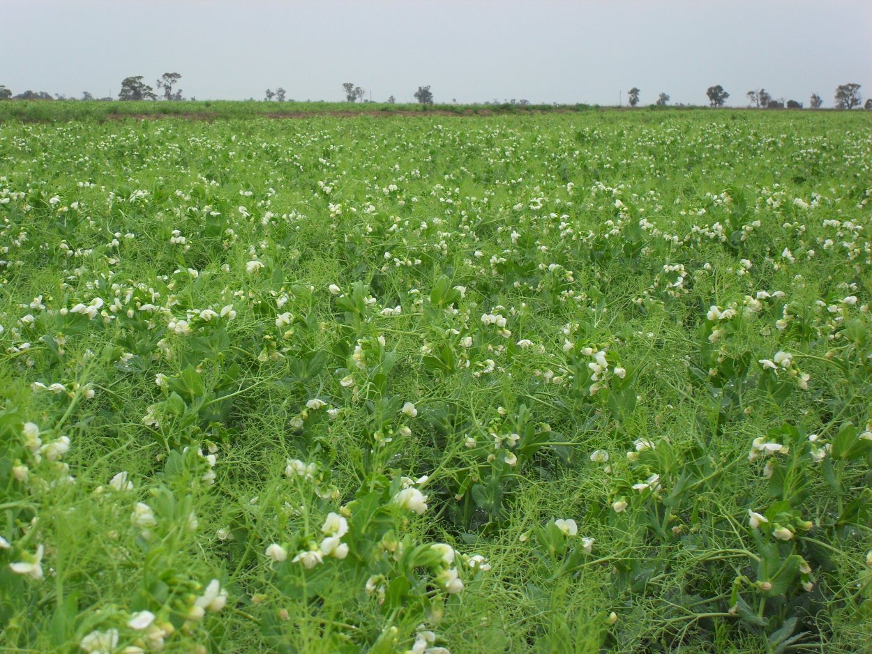 Семена гороха КВС ла Манш