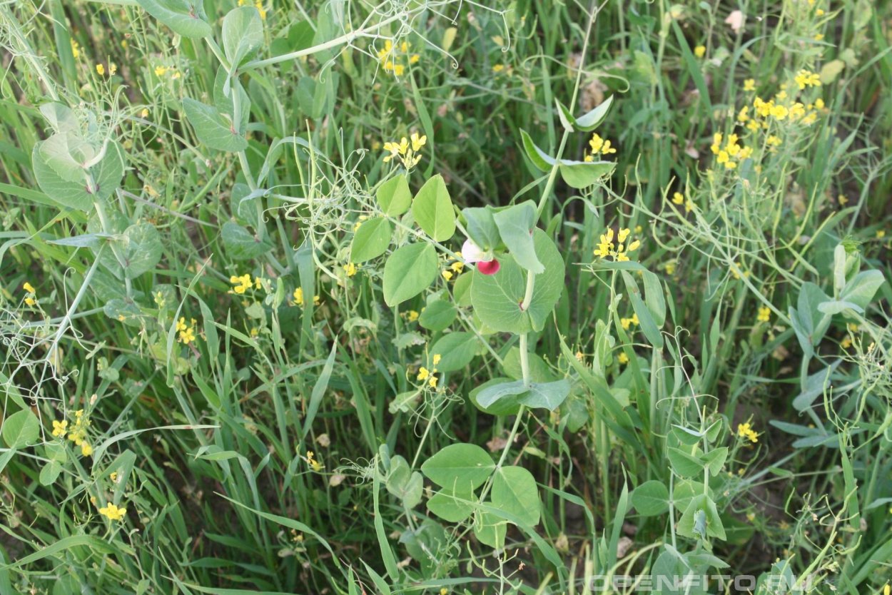 Цветы зеленого горошка