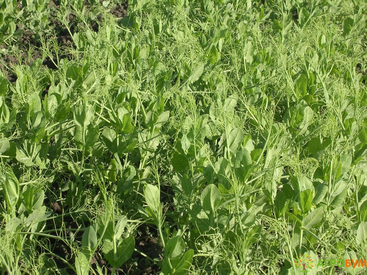 Поле цветущего гороха