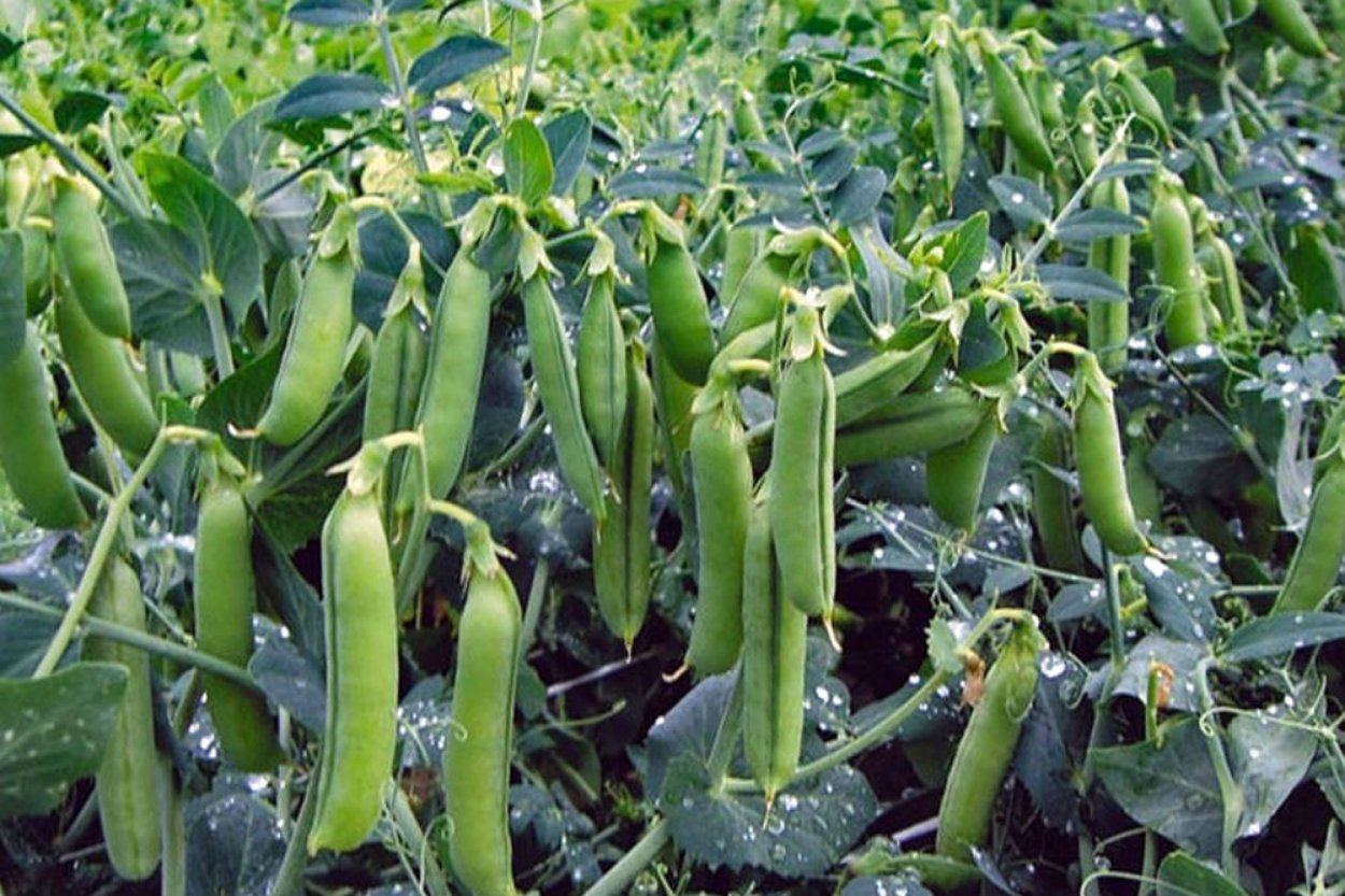 Горох Мистраль нут 450г