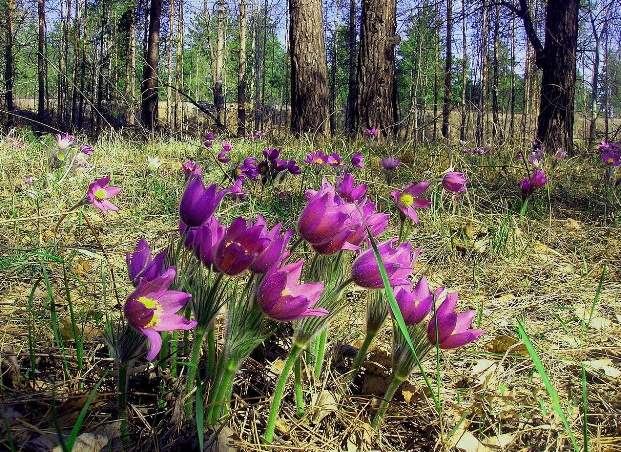 Подснежники Забайкалья