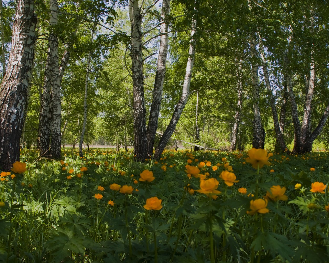 Лесная Поляна Калуга