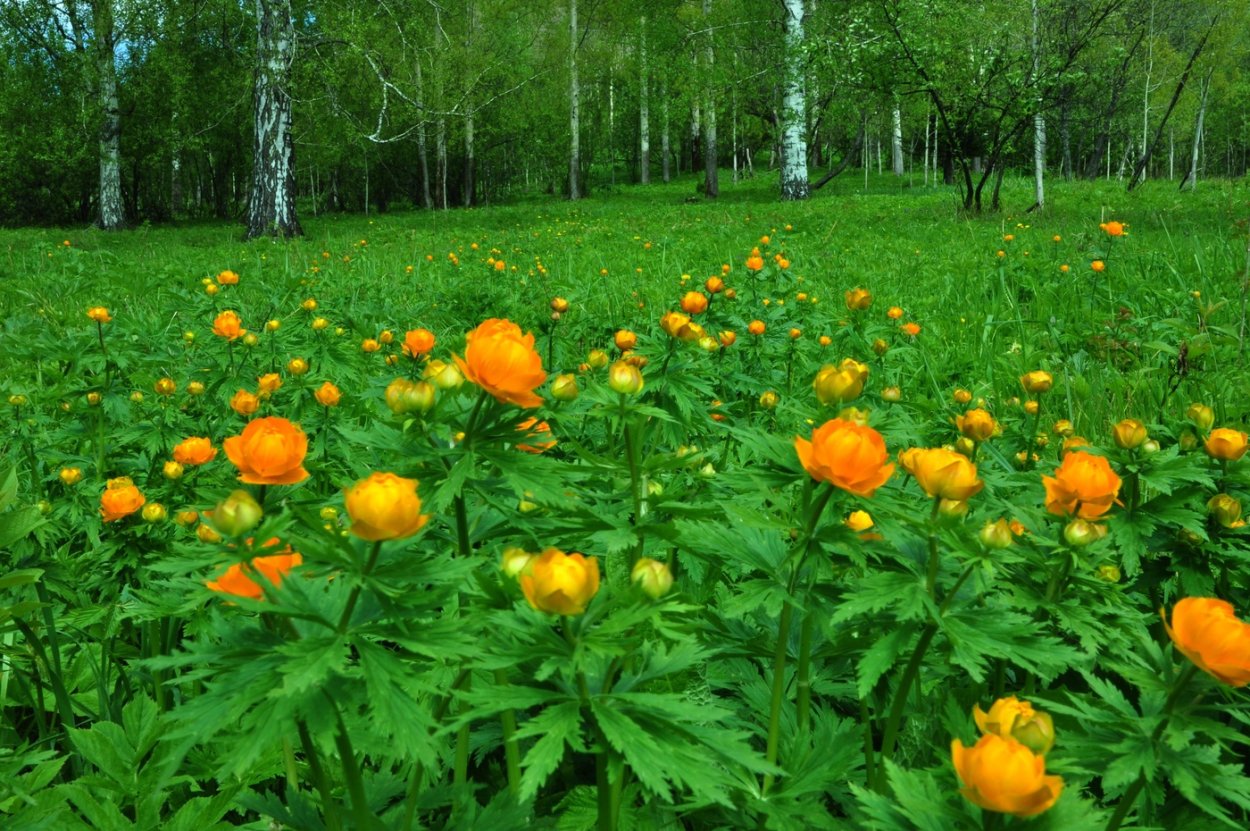 Купальница Сибирская