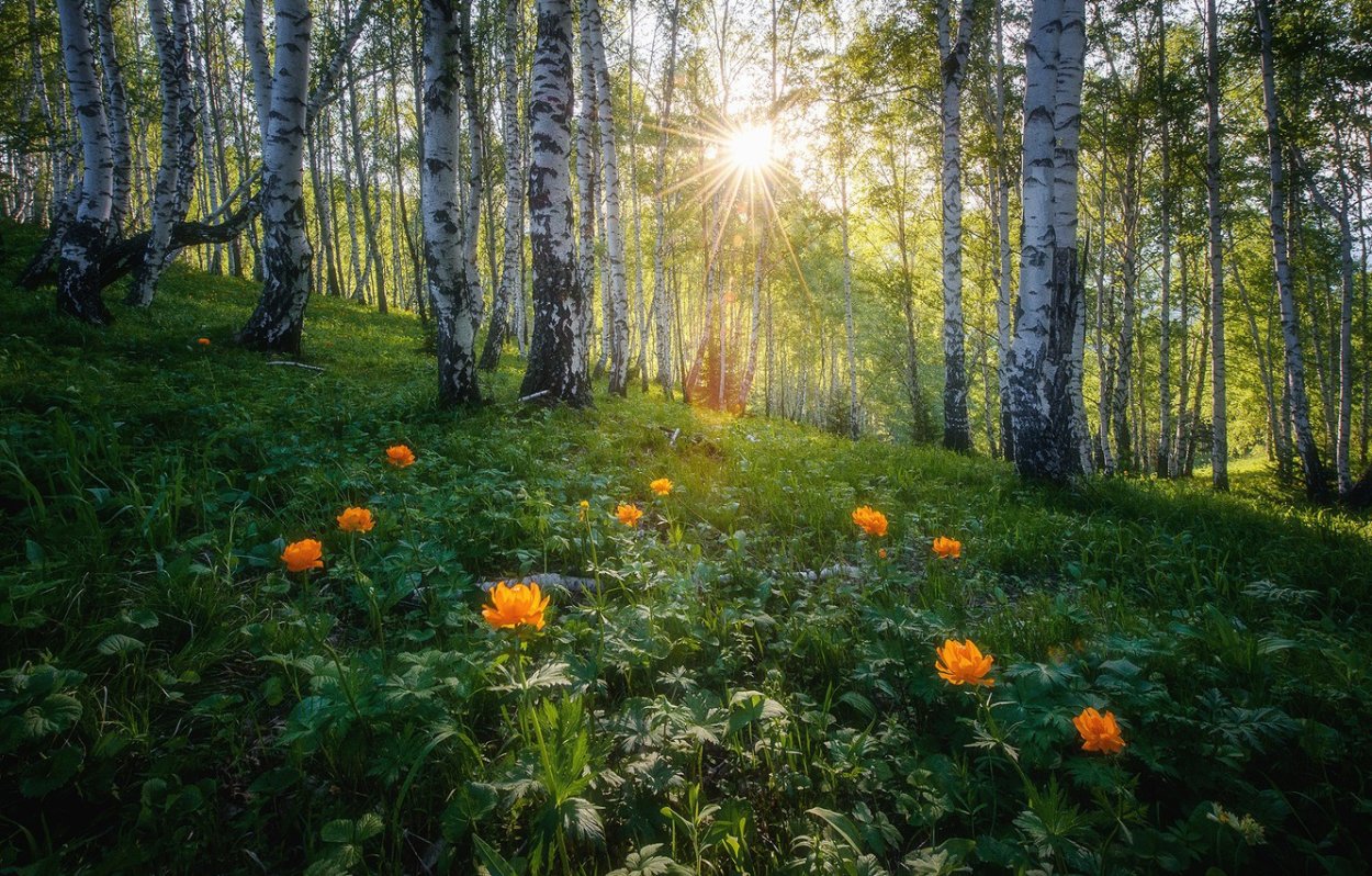 Лесная опушка Италмас