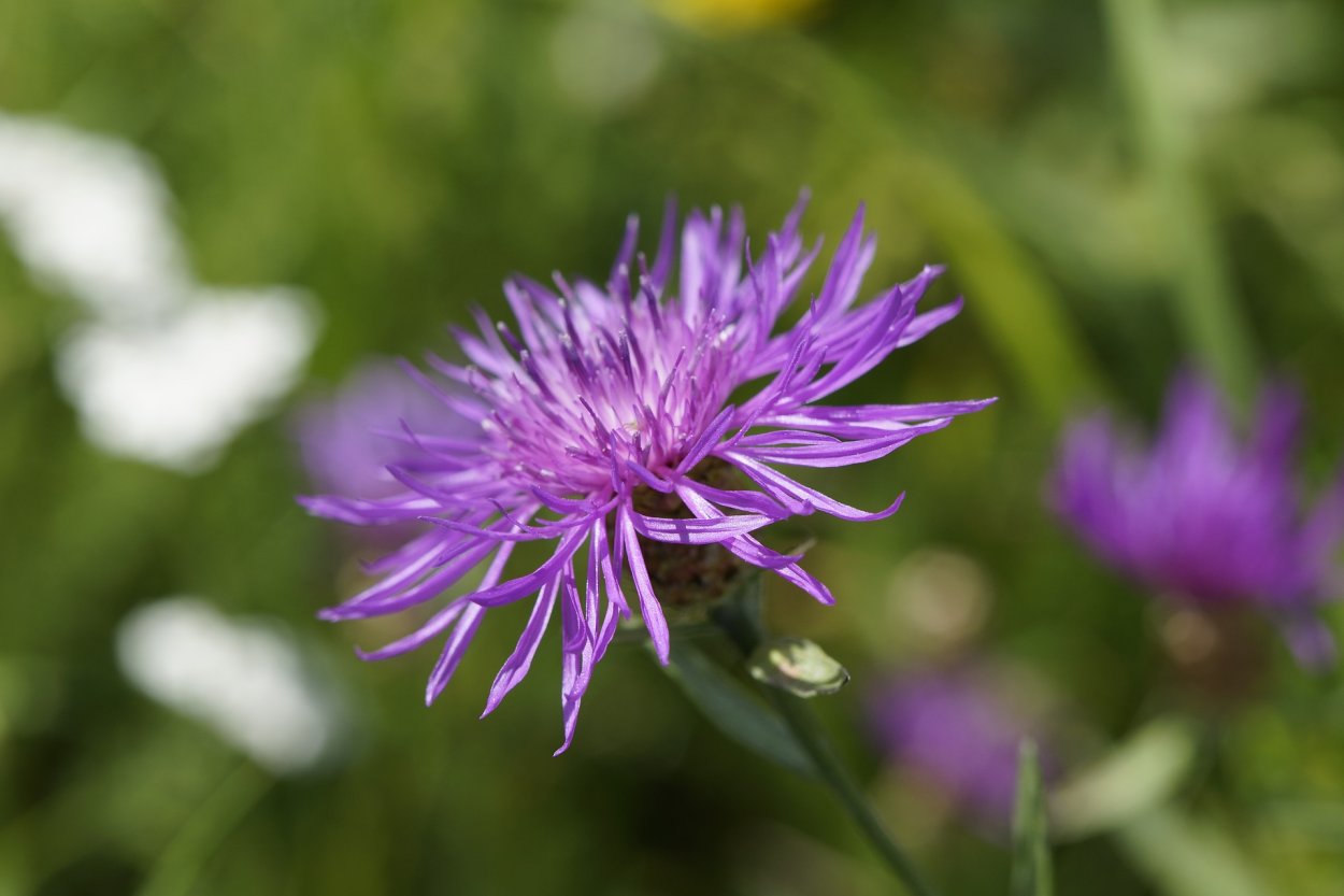 Василёк Луговой Centaurea jacea