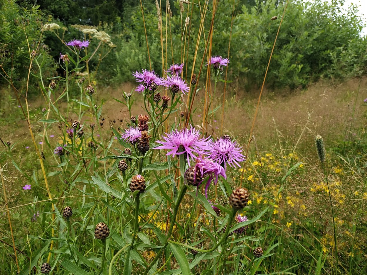 Centaurea Phrygia