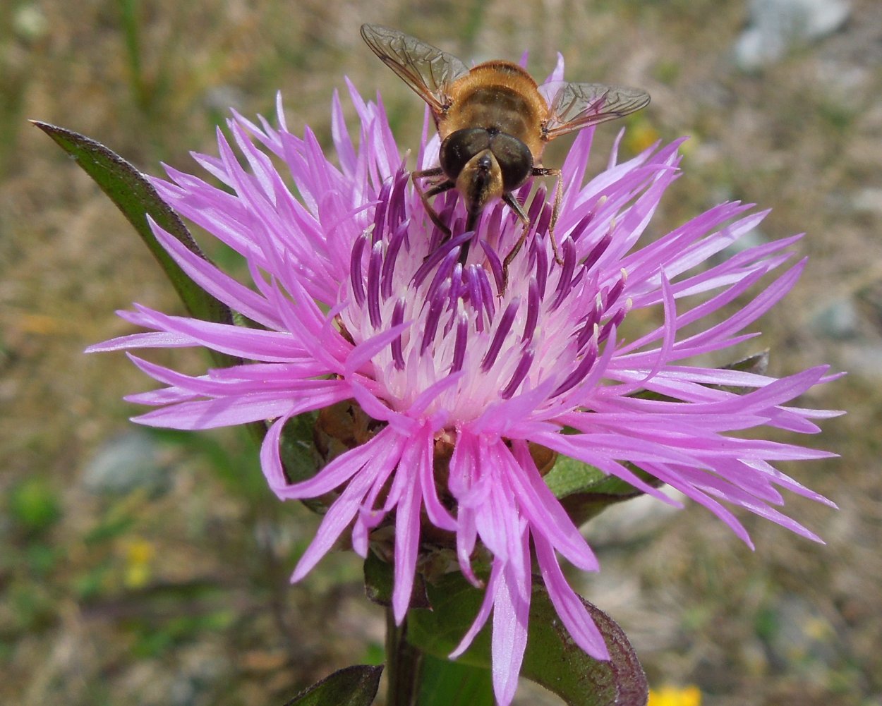 Василёк Луговой Centaurea jacea
