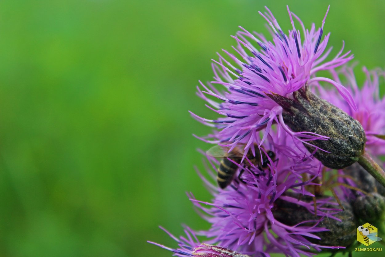 Василек полевой Centaurea cyanus