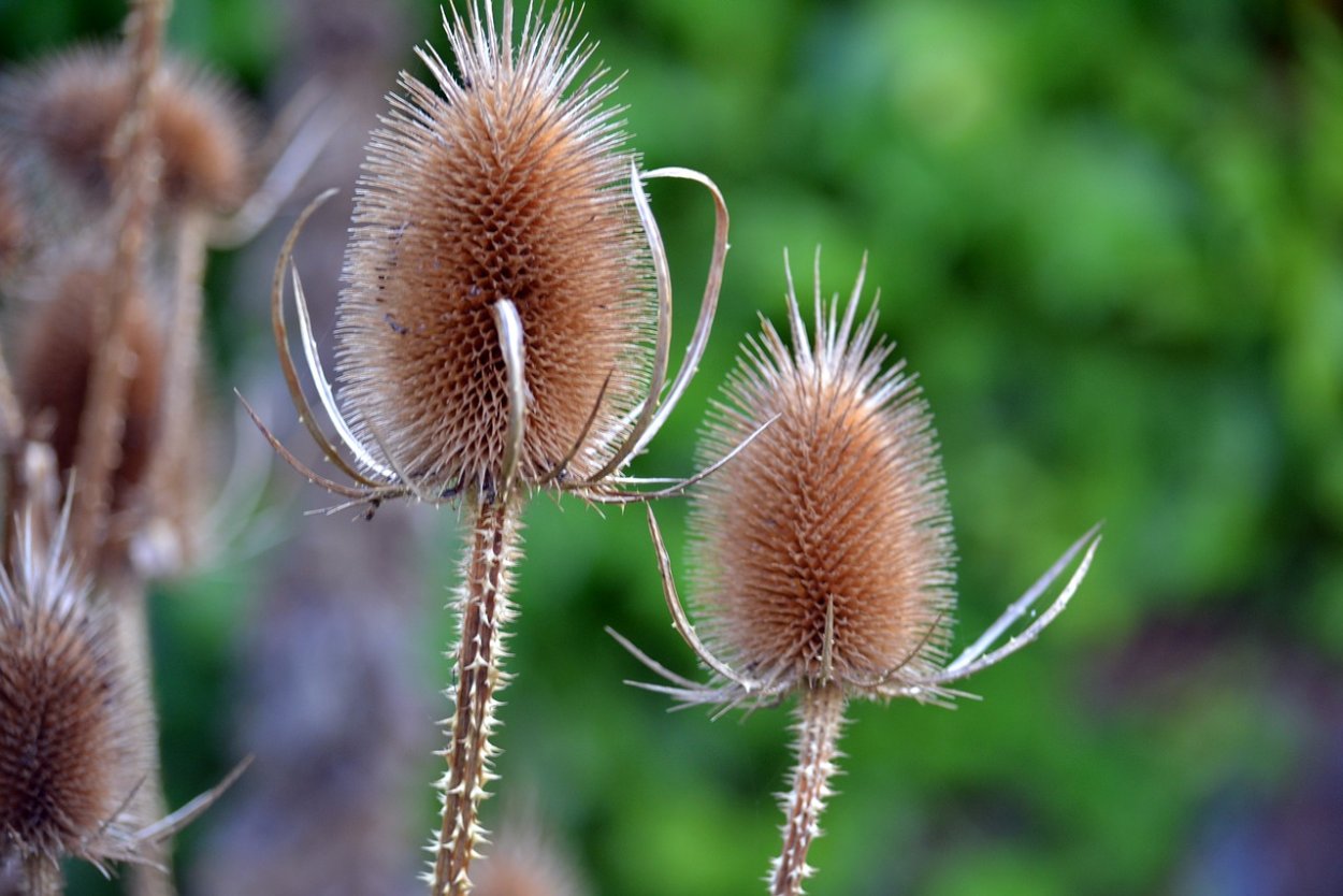 Ворсянка Лесная Dipsacus fullonum