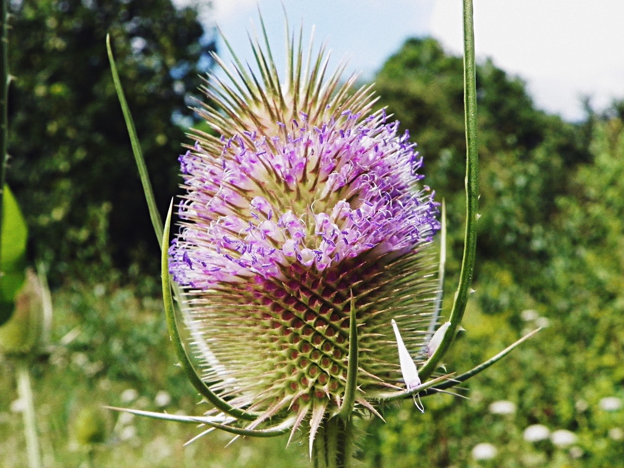Ворсянка Лесная Dipsacus fullonum