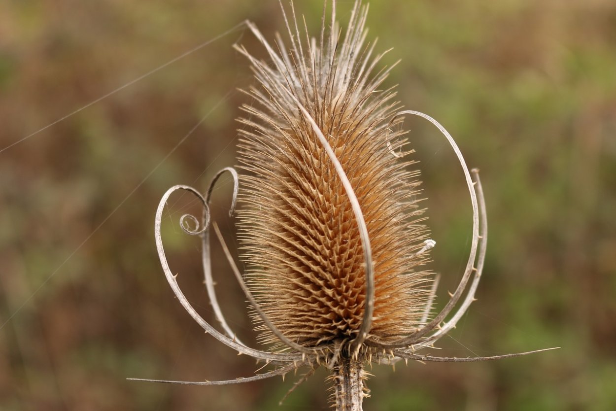 Ворсянка Лесная Dipsacus fullonum