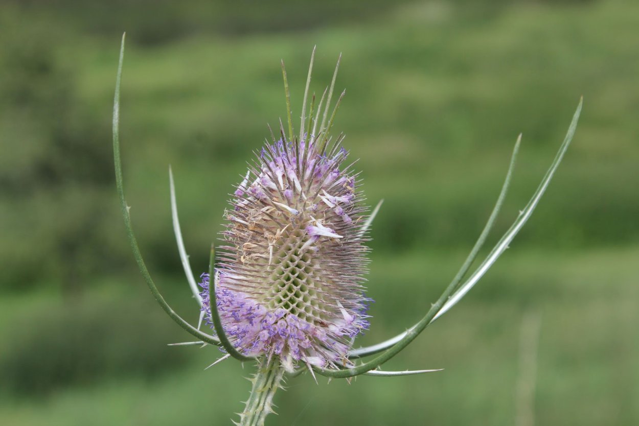 Ворсянка Лесная Dipsacus fullonum