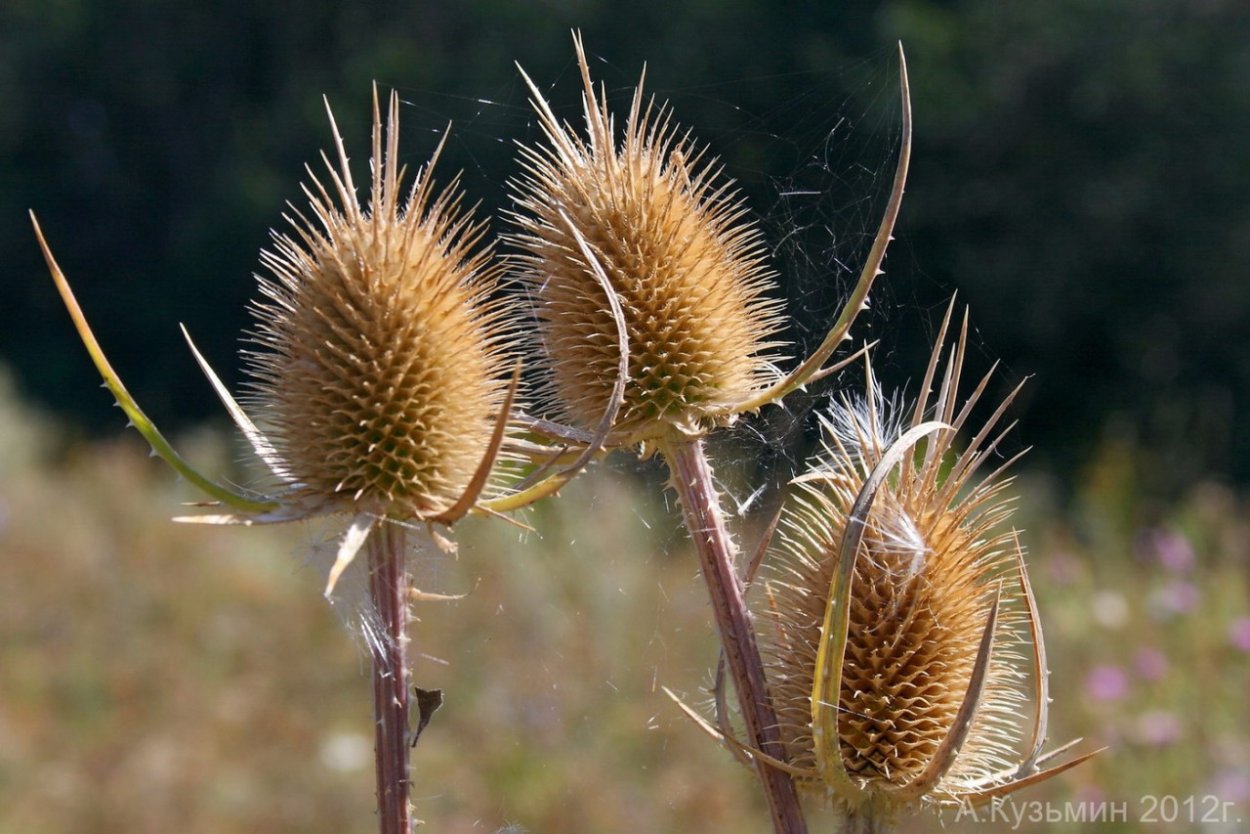 Ворсянка Лесная Dipsacus fullonum