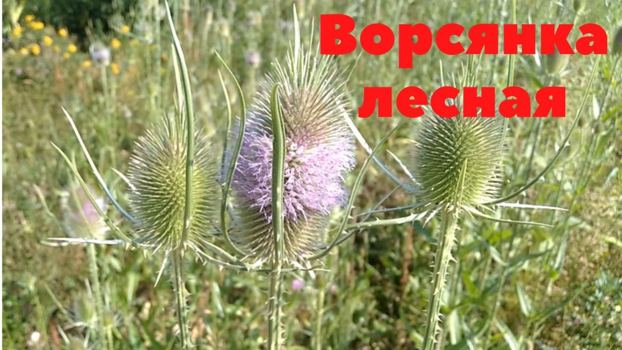 Ворсянка щетинистая народная медицина
