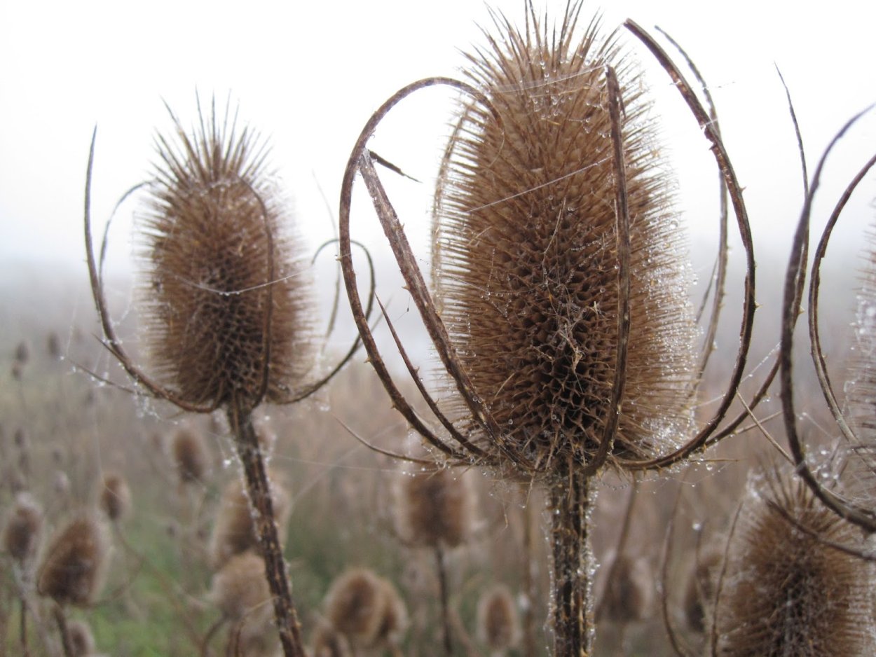Dipsacus fullonum Mill