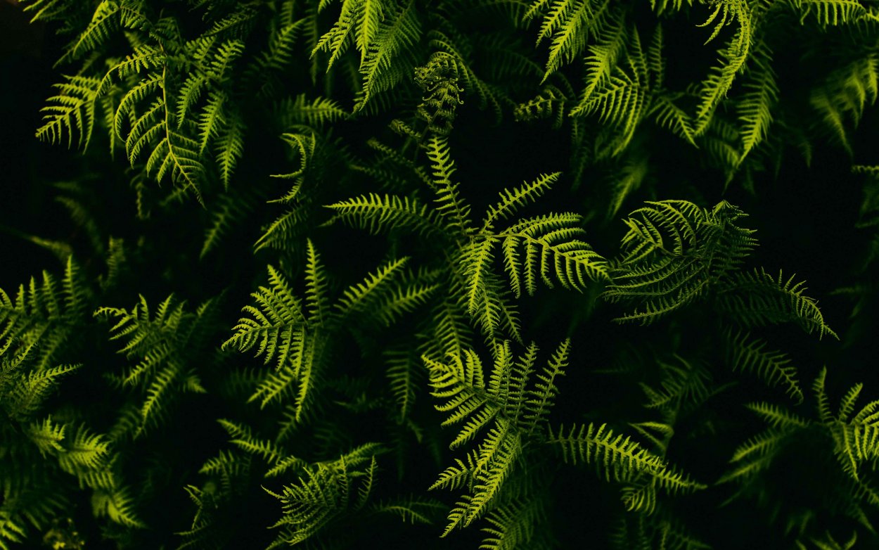 Wallpaper 4 k папоротник