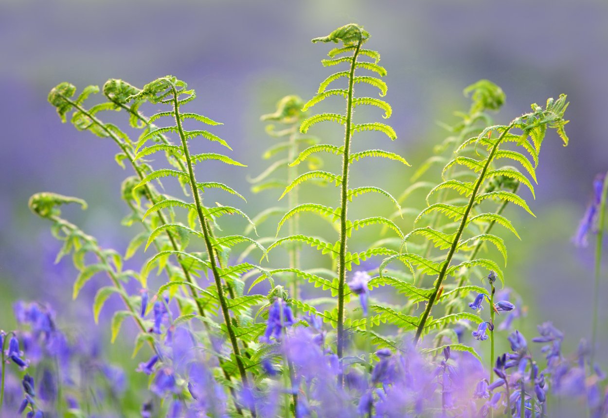 Папоротник Bluebell