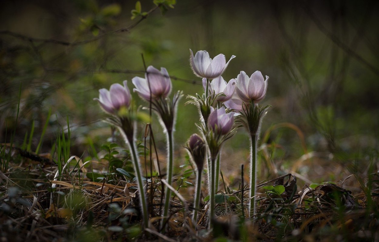 Весенние Лесные цветы