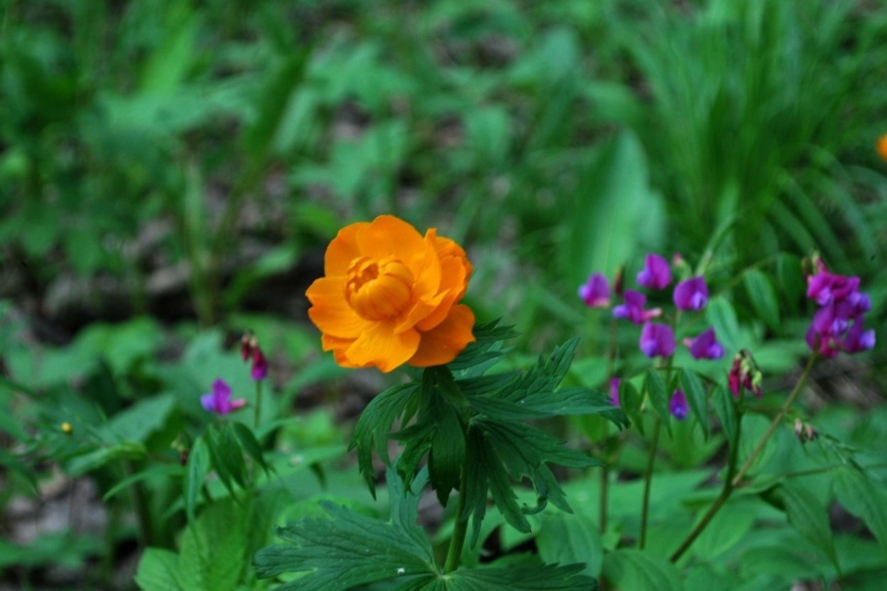 Лесные цветы Сибири