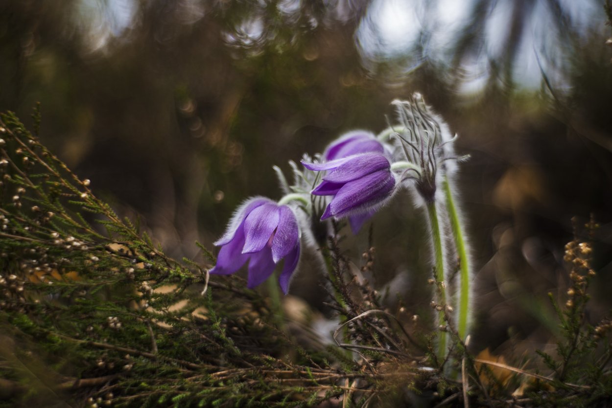 Подснежники фиолетовые Лесные