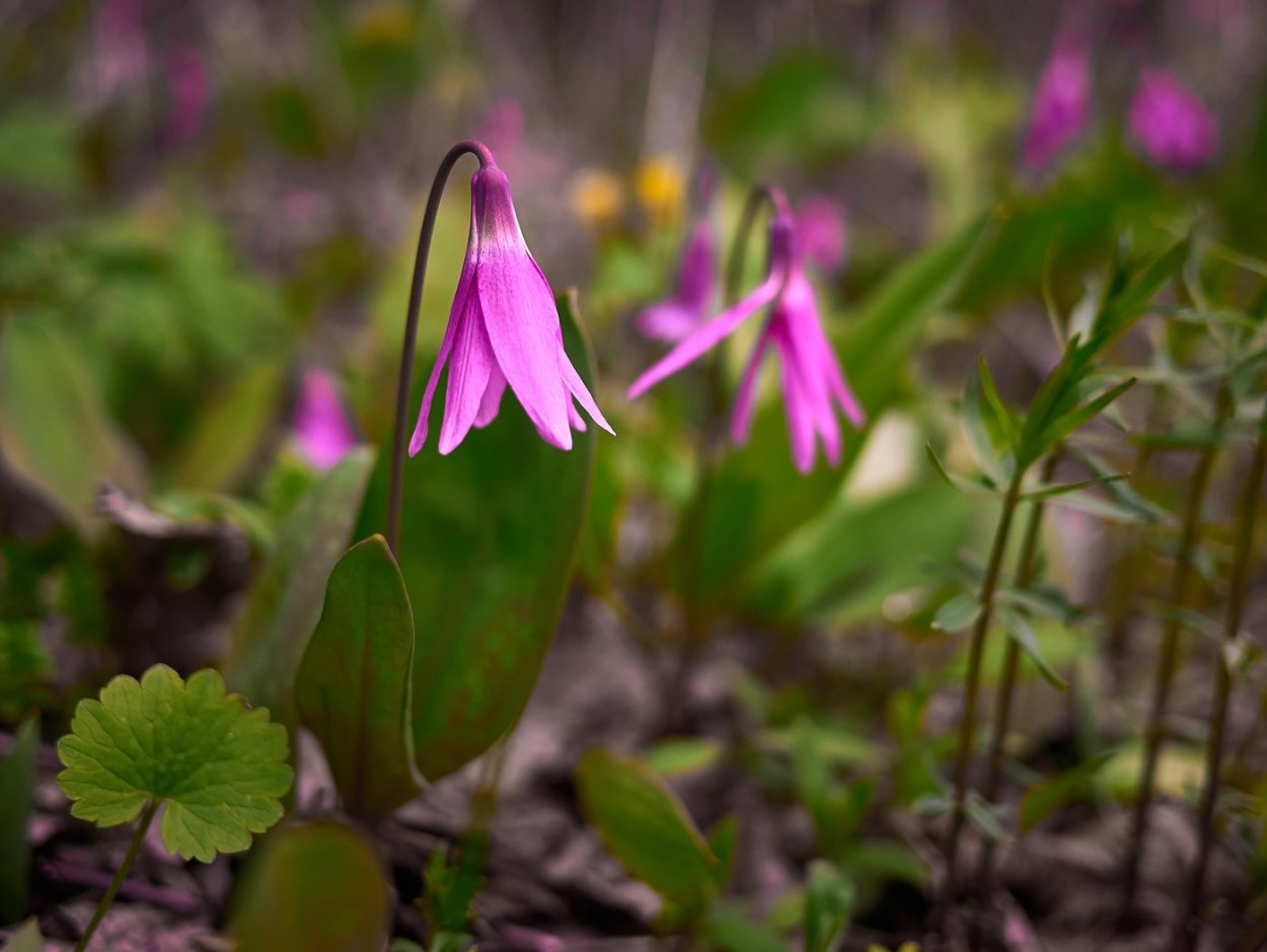 Цветок Кандык Сибирский