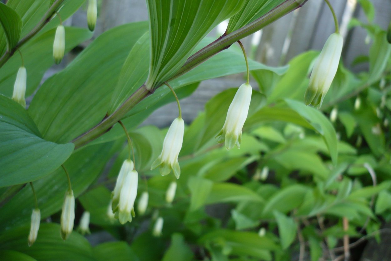 Лесные цветы Марьин корень