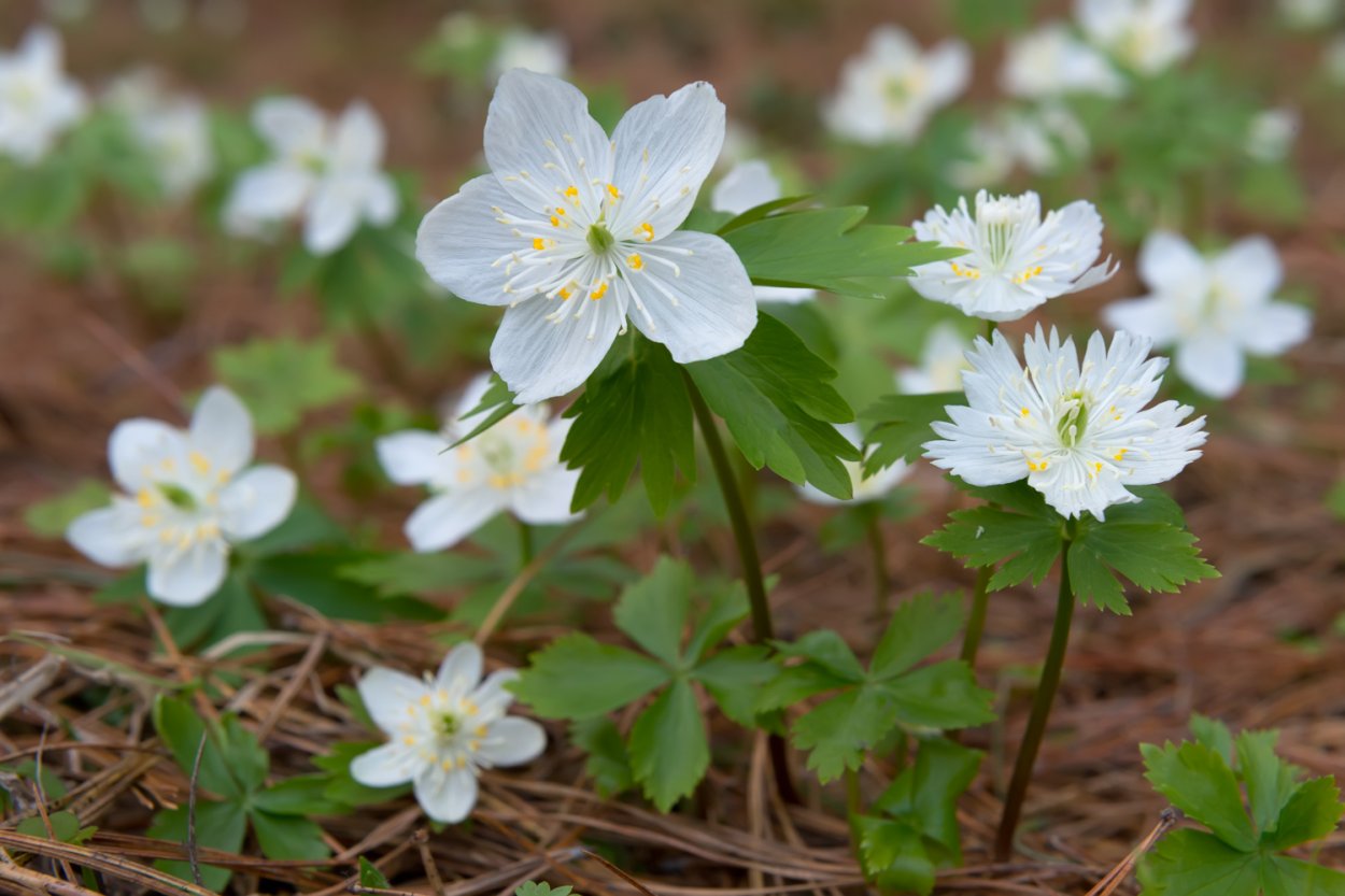 Весенник Сибирский