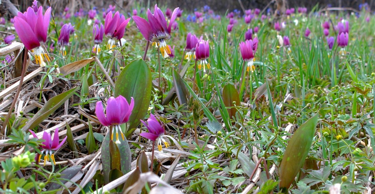 Тайга Кузнецкий Алатау