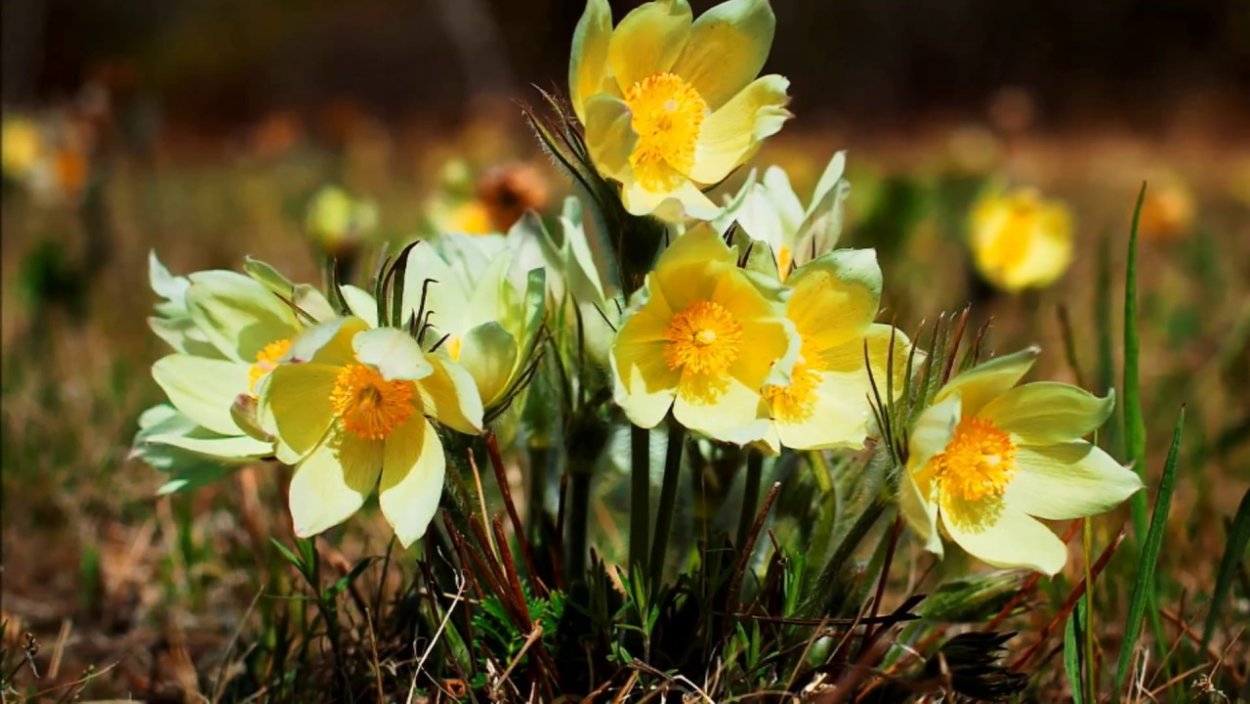 Подснежники желтые Сибирские