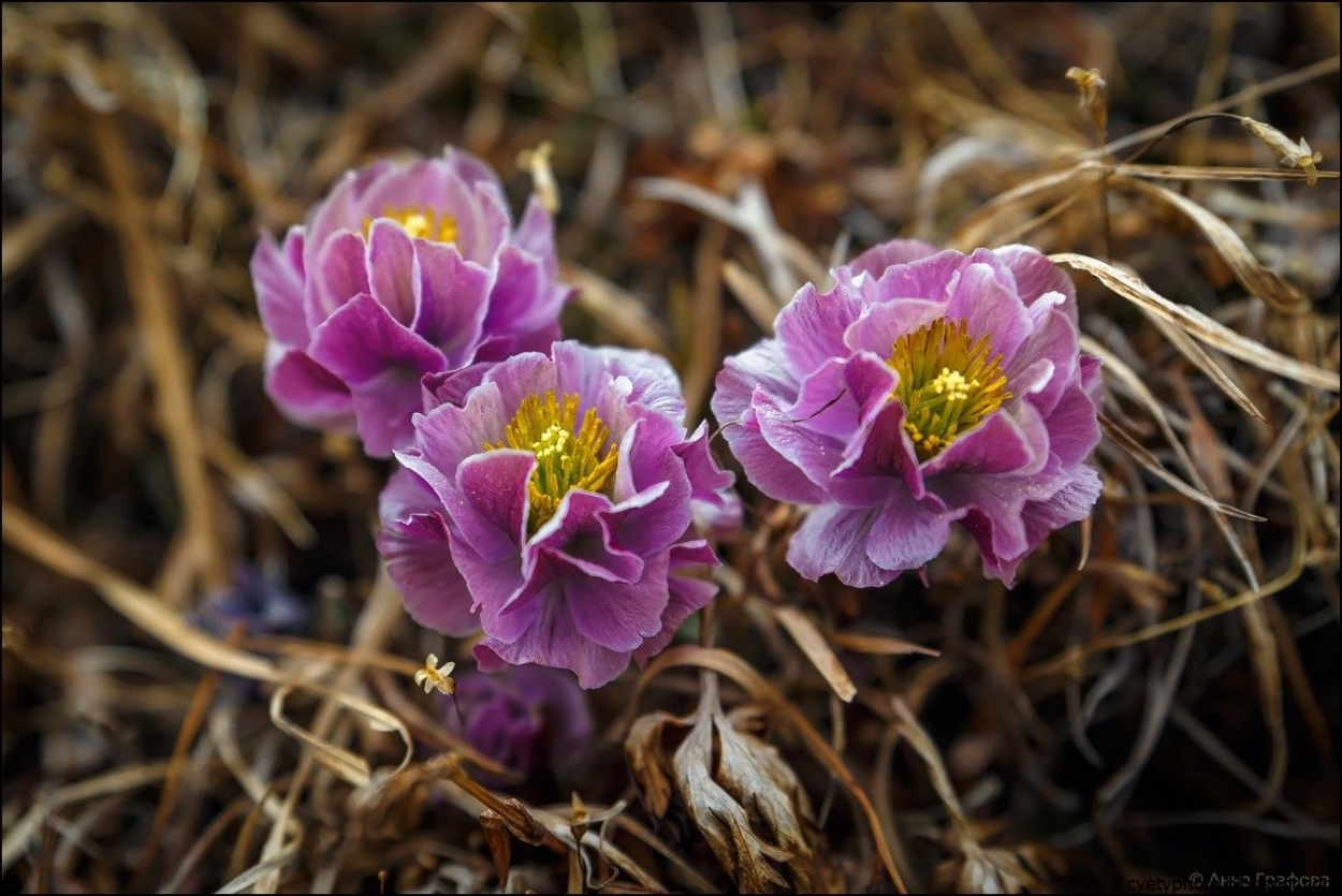 Купальница лиловая