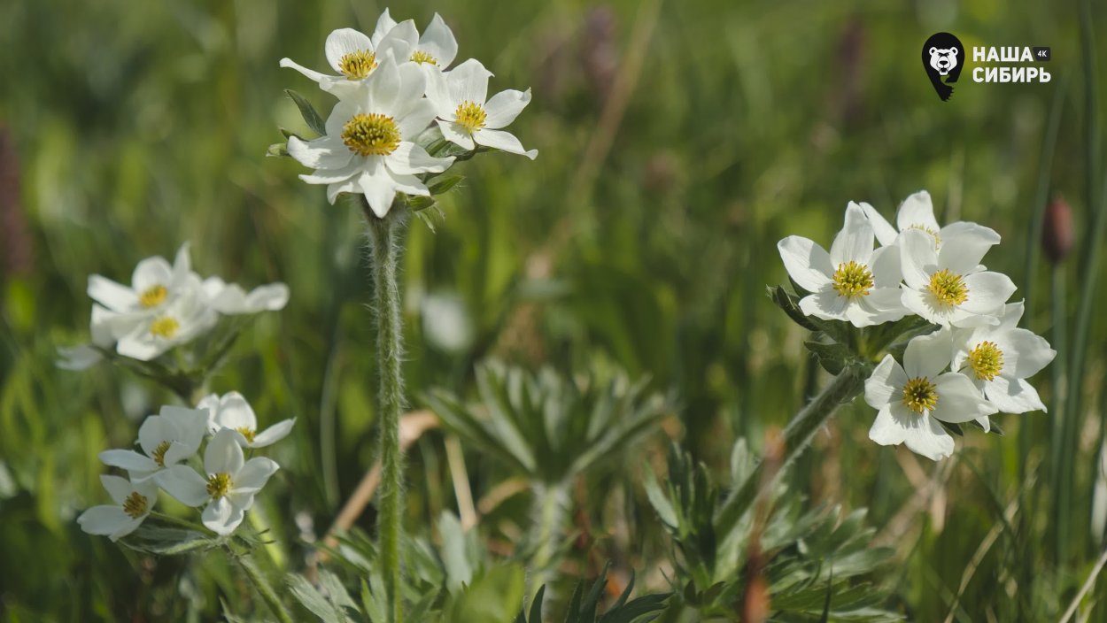 Белые цветы Сибири