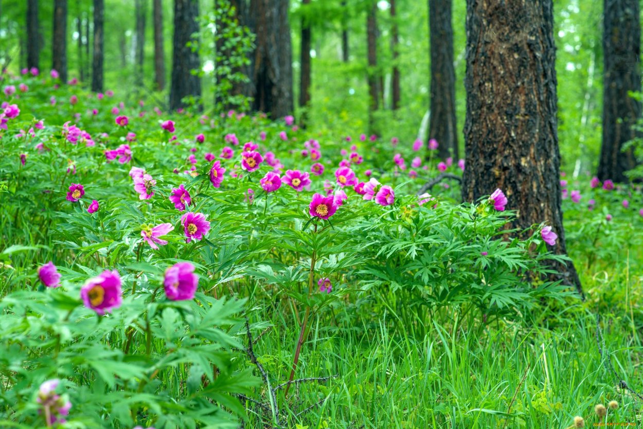 Лесные цветы восточной сибири